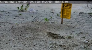 At 8:02 p.m., July 25, webcam viewers could see the sand starting to move, indicating the hatch was coming soon. 